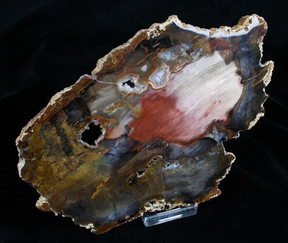 Red Splash Hubbard Petrified Wood - / #3936